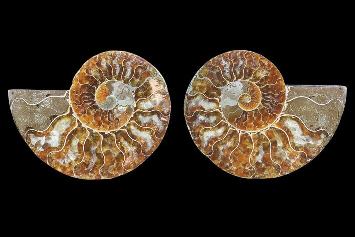 Cut & Polished Ammonite Fossil - Agatized #78401